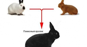 Je možné a jaké jsou možnosti křížení různých plemen králíků, stol